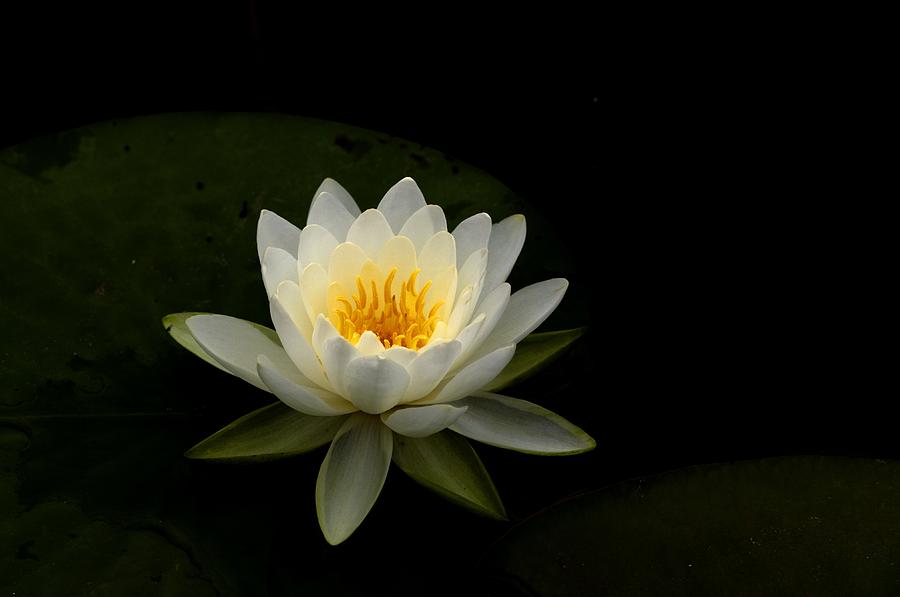 Water Lily Photograph by Deborah Ritch