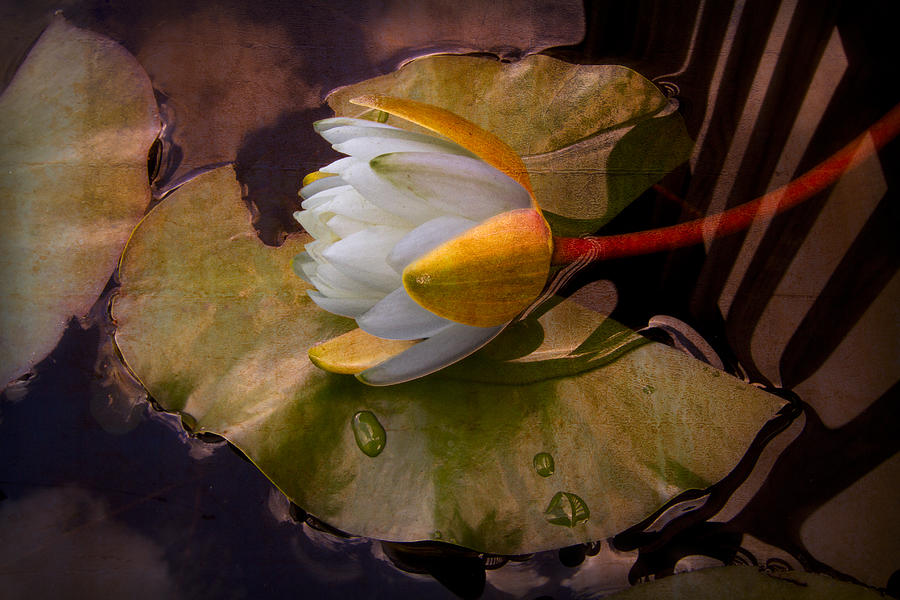 Fall Photograph - Water Lily by Debra and Dave Vanderlaan