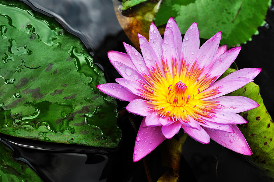 Flower Photograph - Water Lily by Denise Bird