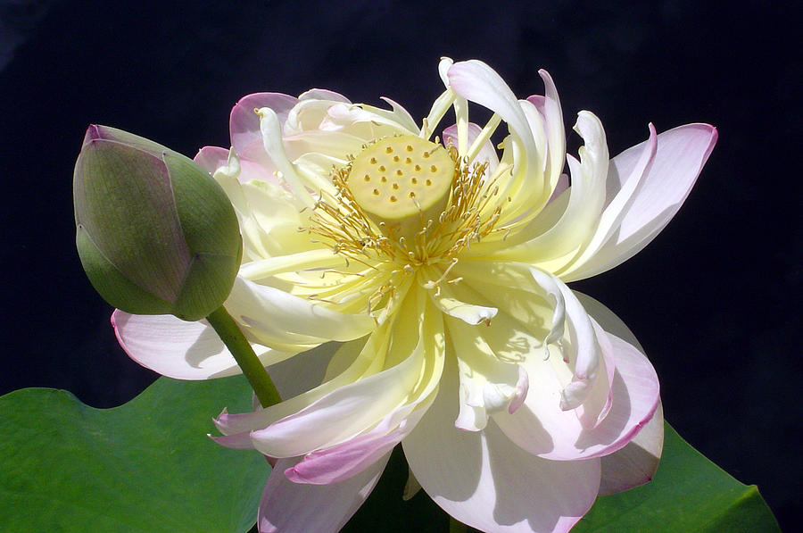 Water Lily Photograph by Dennis Mori - Fine Art America