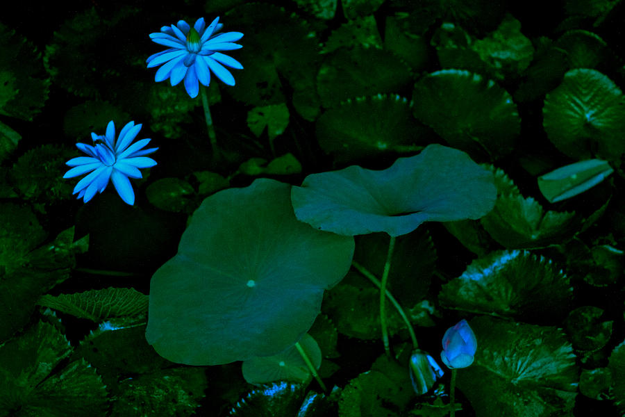 Water Lily Photograph - Water Lily by Donald Chen Water Lily Photograph - Water Lily by Donald Chen
