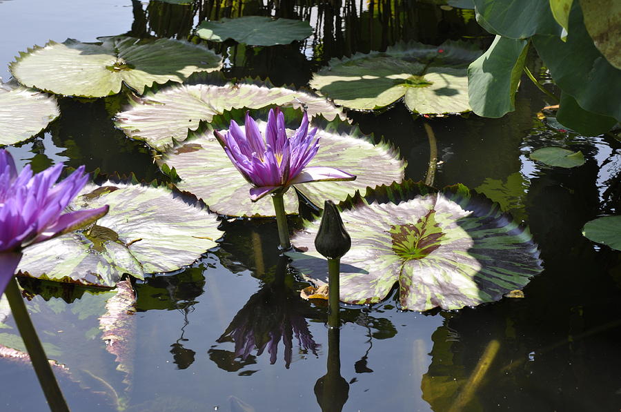 Water Lily Photograph by Dottie Branch