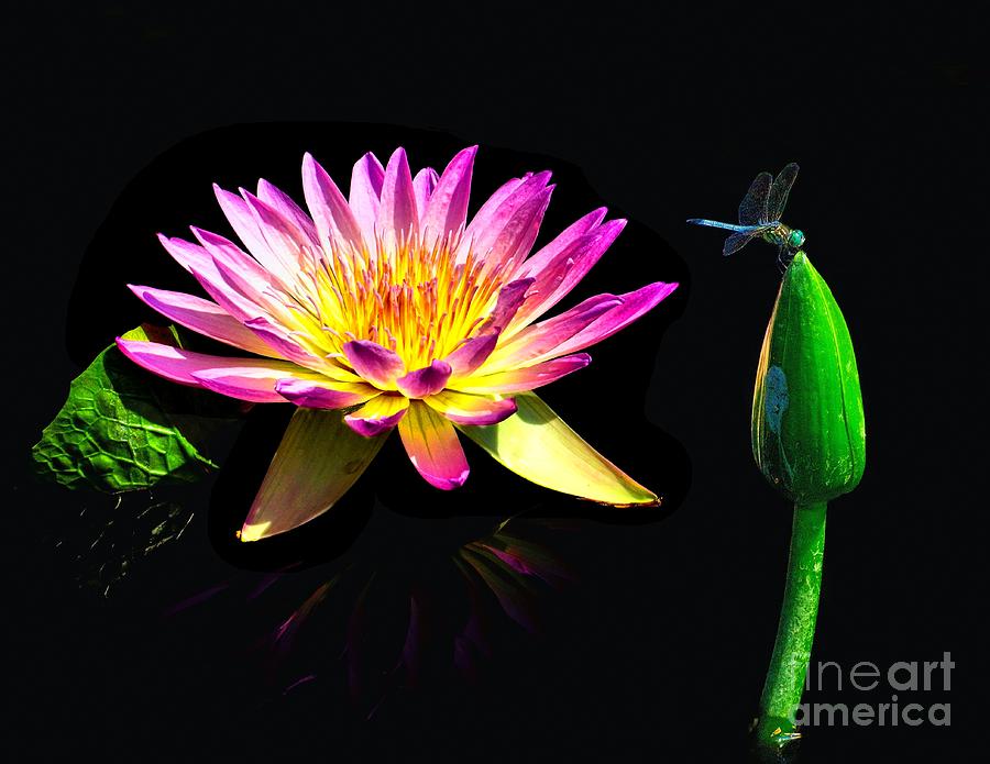 Water Lily Dragon fly Photograph by Nick Zelinsky Jr