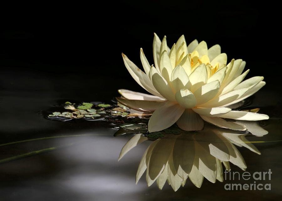 Water Lily Dream Photograph by Sabrina L Ryan