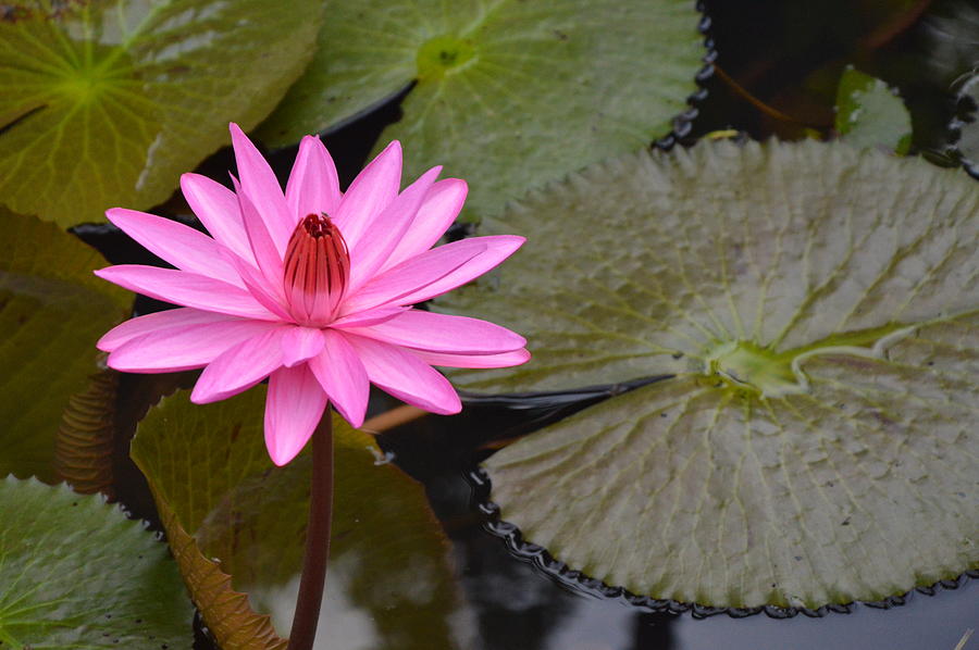 Water Lily Photograph by Dung Ma