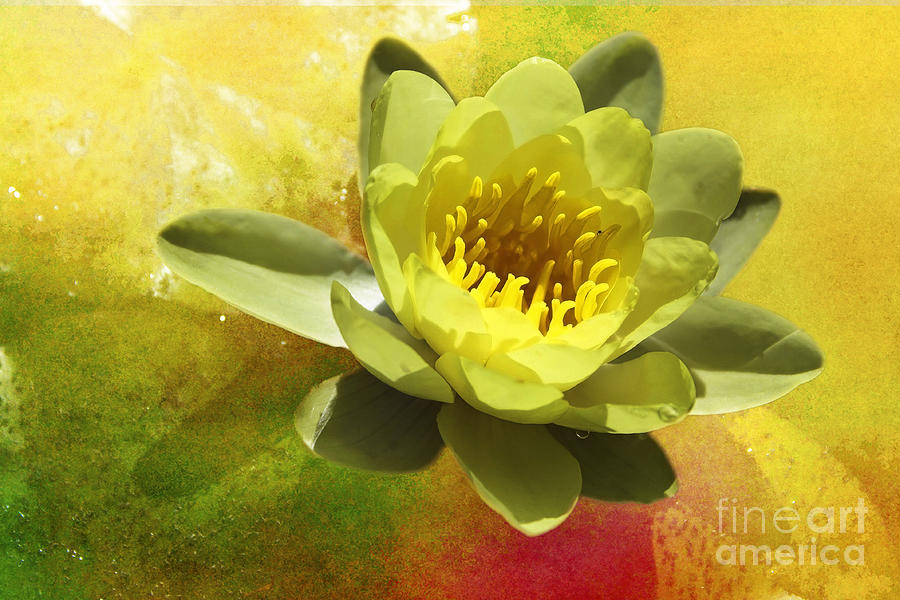 Water Lily Photograph by Ellen Cotton