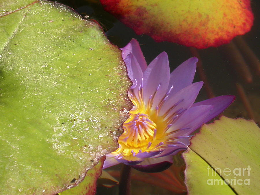 Water Lily Emerging Photograph by Debra Thompson