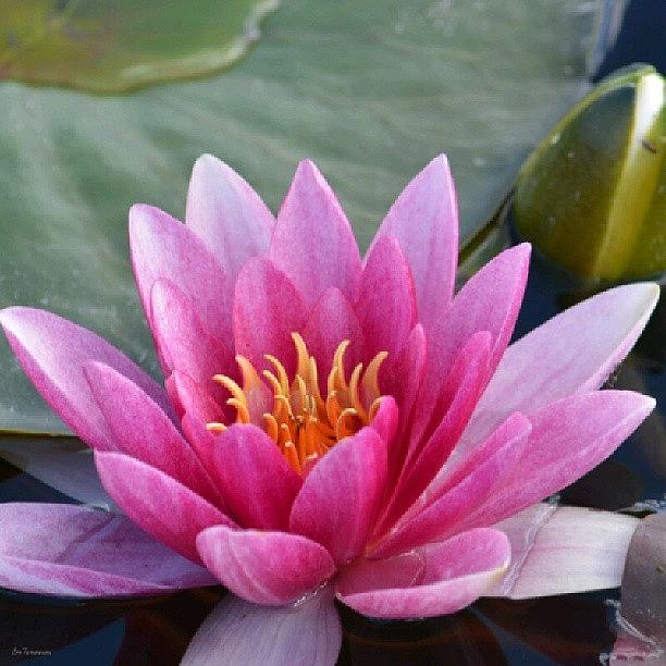 Summer Photograph - Water Lily by Eve Tamminen