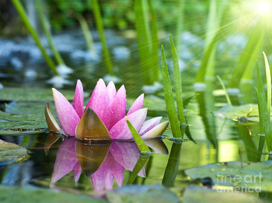 Water Lily Flower Art Photograph by Boon Mee