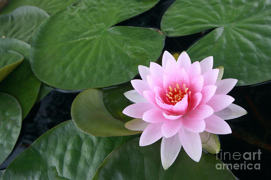 Water Lily Flower Photograph by Boon Mee