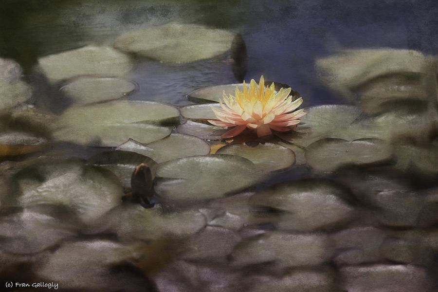 Water Lily Photograph by Fran Gallogly