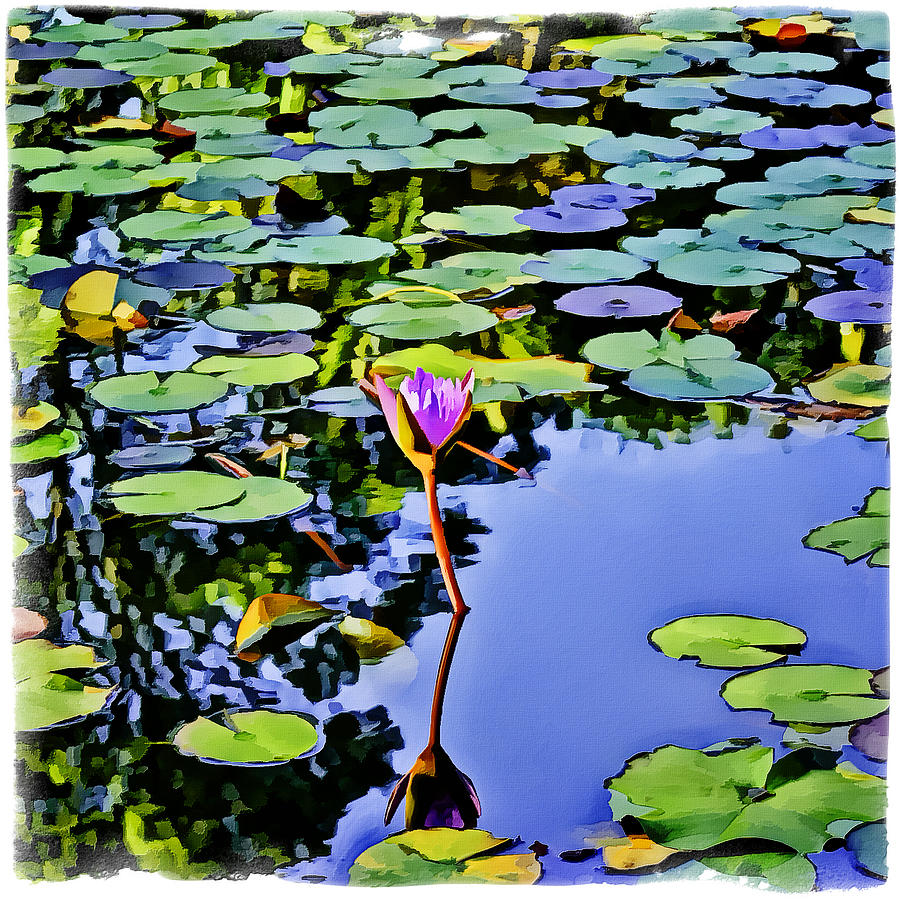Water Lily Digital Art by Frank Lee