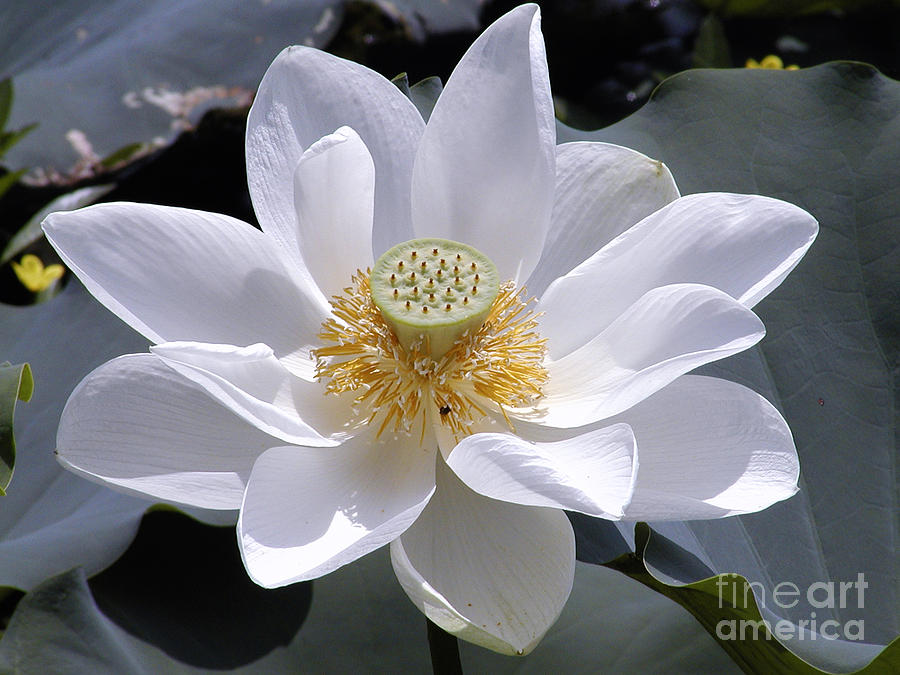 Water Lily Photograph by George DeLisle