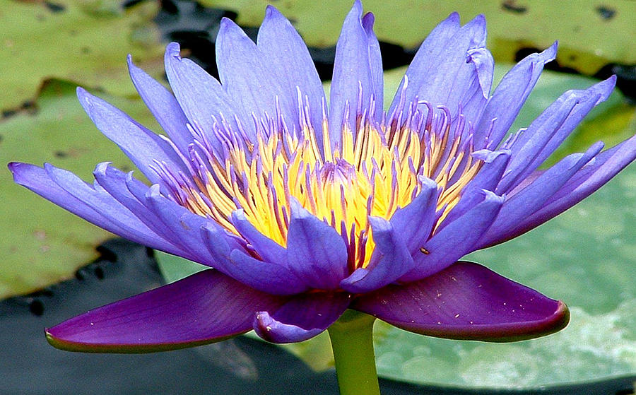 Water Lily Photograph by George Gadson