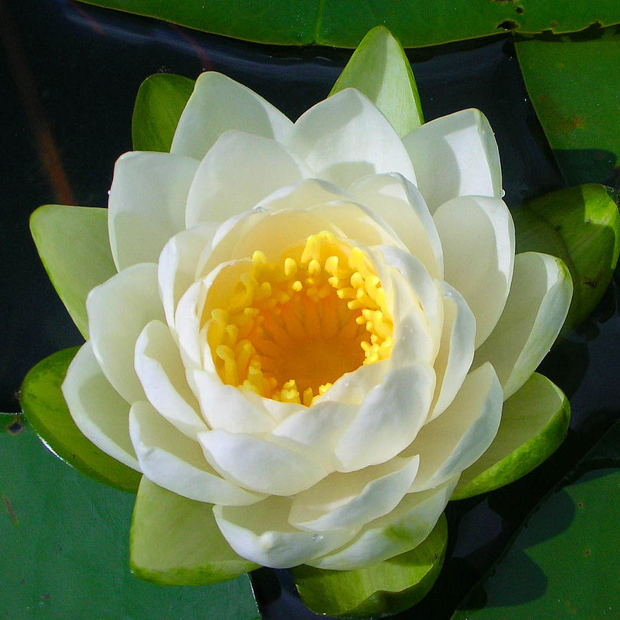 Water Lily Photograph by Guy Whiteley