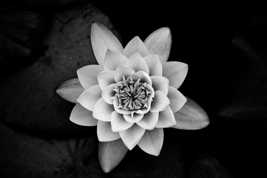 Lily Photograph - Water Lily by Hakon Soreide