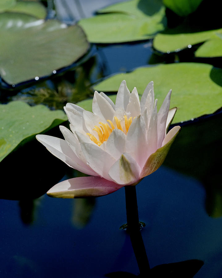 Water Lily Photograph by Harold Rau