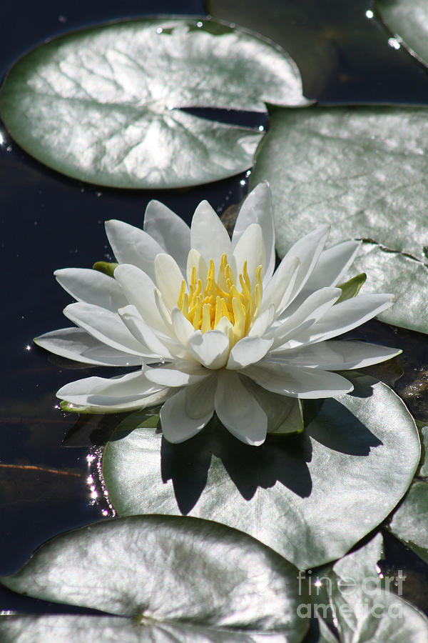 Water Lily II Photograph by Anita Oakley