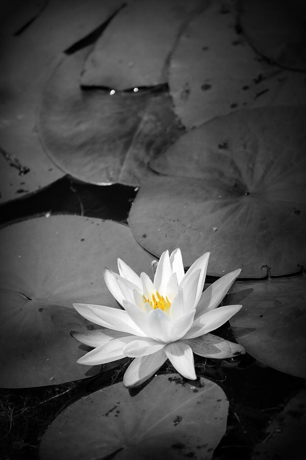 Water Lily II Photograph by Beth Vincent