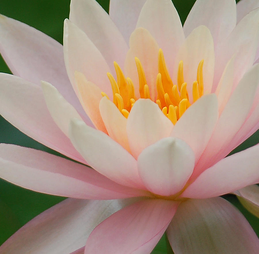Water Lily II - Close up Photograph by Suzanne Gaff
