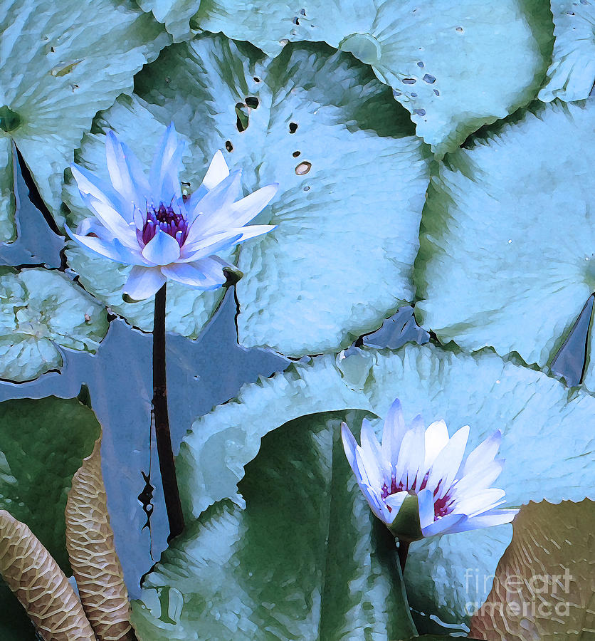 Lily Photograph - Peaceful Water Lily	 by Ann Johndro-Collins