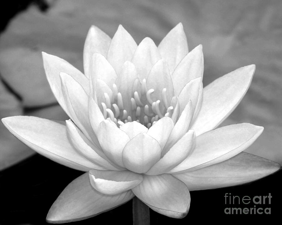 Black And White Photograph - Water Lily in Black and White by Sabrina L Ryan