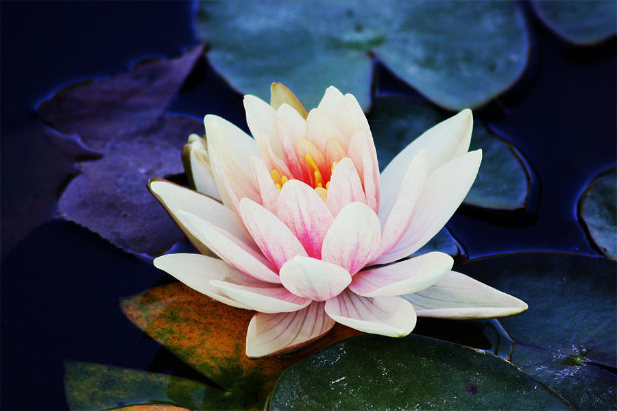 Water Lily in Bloom Photograph by Julie Paulk