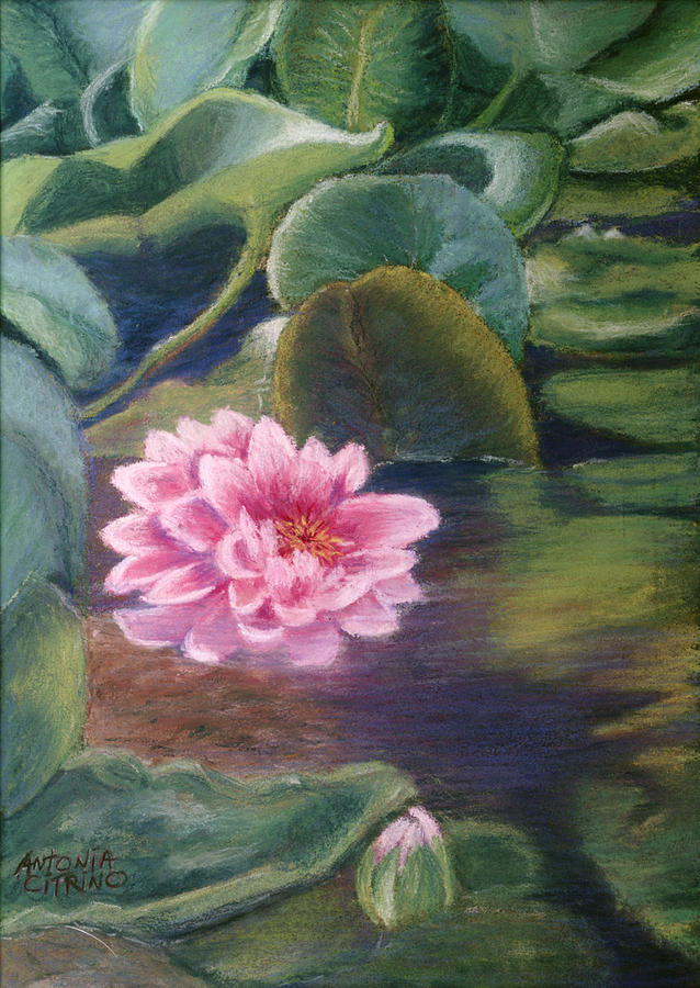 Water Lily in Bloom  Pastel Pastel by Antonia Citrino