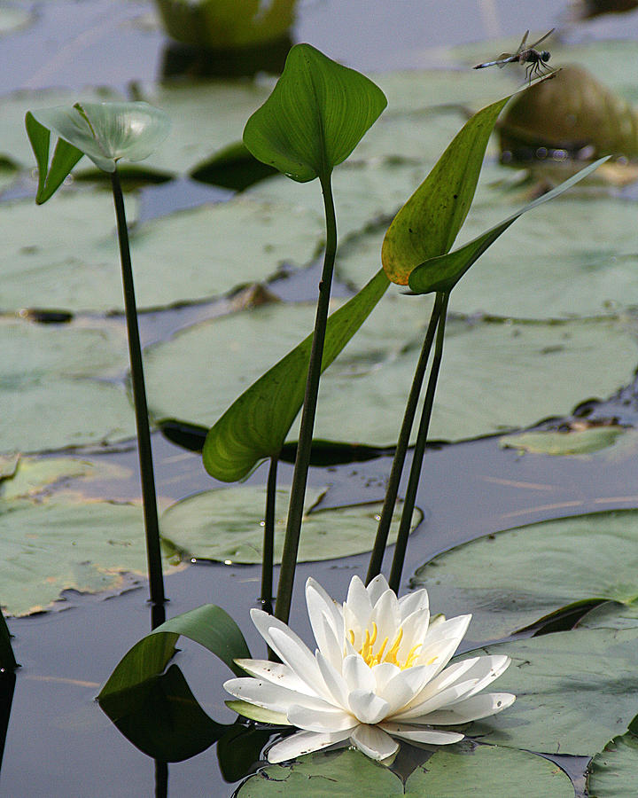 Water Lily in Bloom Photograph by William Selander