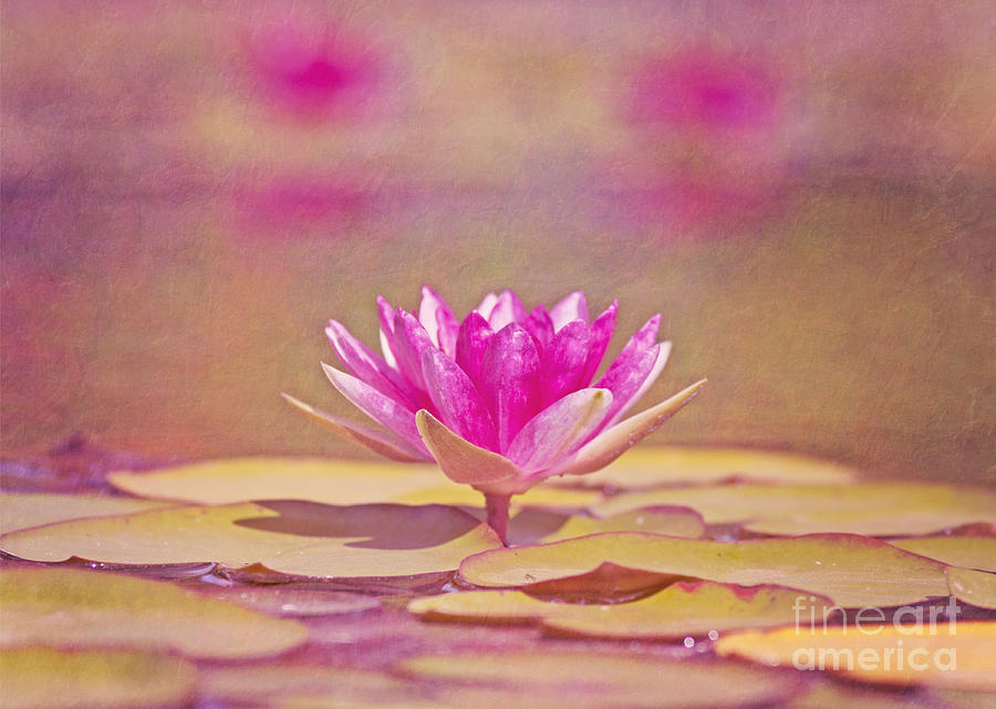 Water Lily in Pink Photograph by Pam  Holdsworth