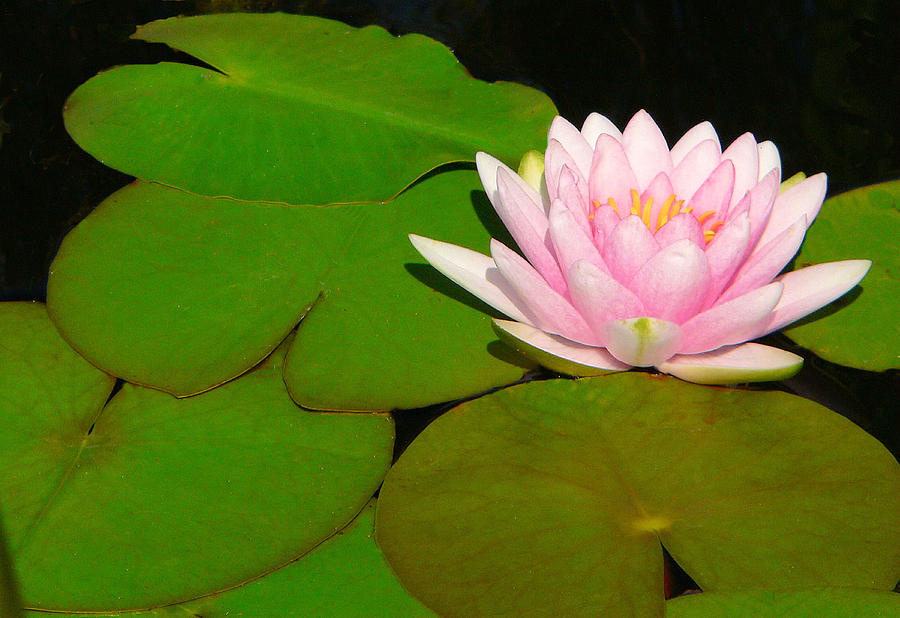 Water Lily in Pink Photograph by Rosalie Scanlon