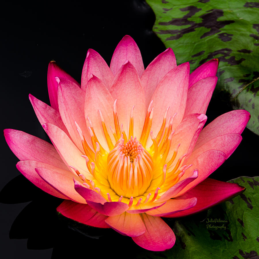 Water Lily in Pink Squared Photograph by Julie Palencia