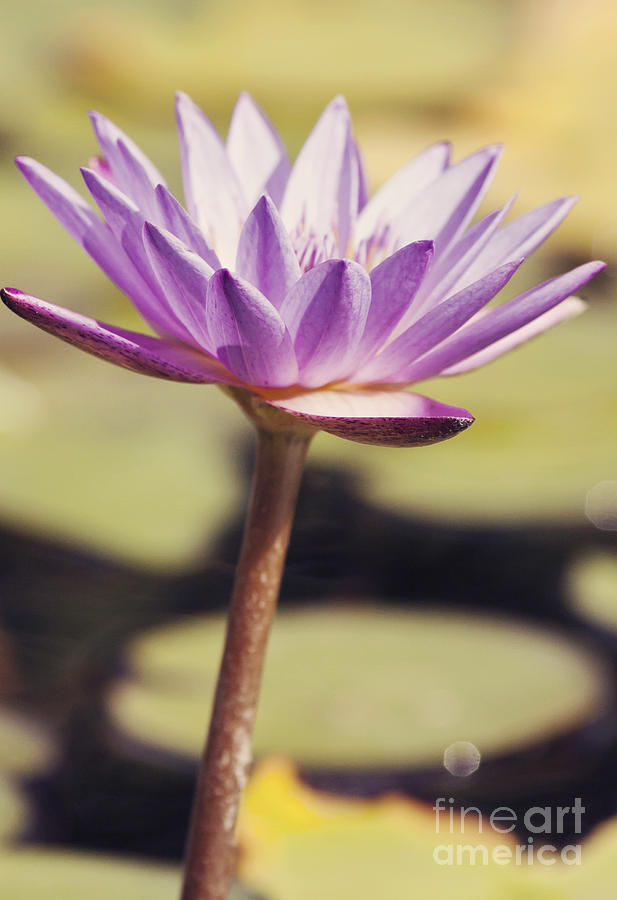 Water Lily In Purple Photograph