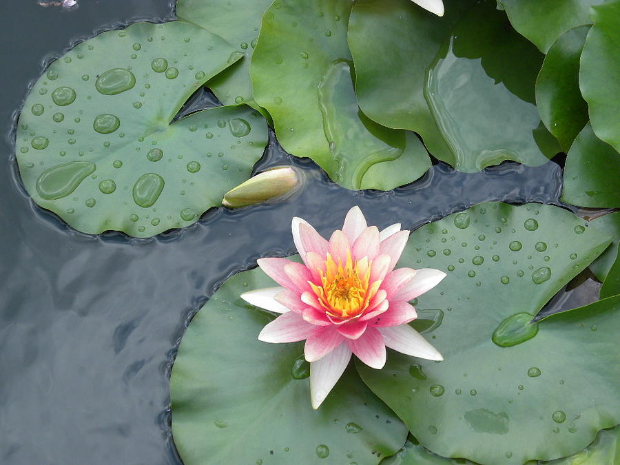 Water Lily in Rain Photograph by Jewels Hamrick