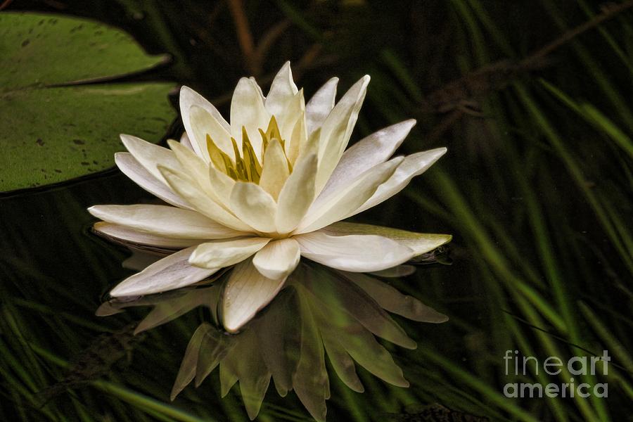 Water Lily in the wild Photograph by Anne Pendred - Fine Art America