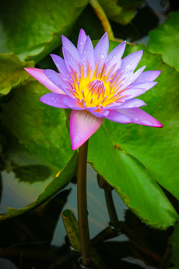 Water Lily in Tahiti Photograph by Ricardo Nishimura - Fine Art America