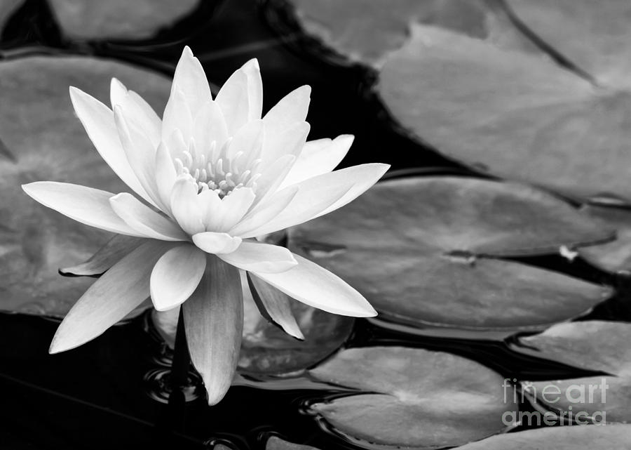 Black And White Photograph - Water Lily in the Lily Pond by Sabrina L Ryan