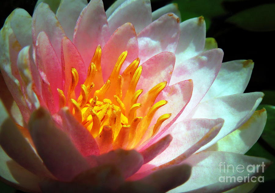 Water Lily in the Sun Photograph by Renee Trenholm