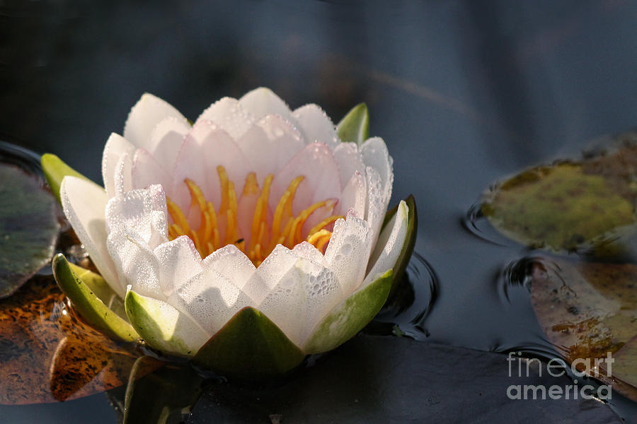 Water Lily Photograph by Inge Riis McDonald