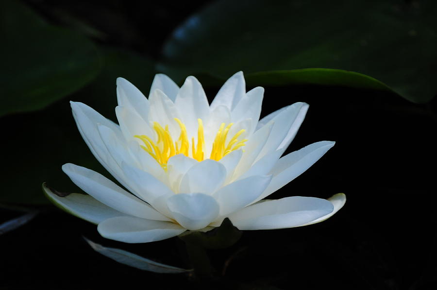 Water Lily Photograph by Janis Knight