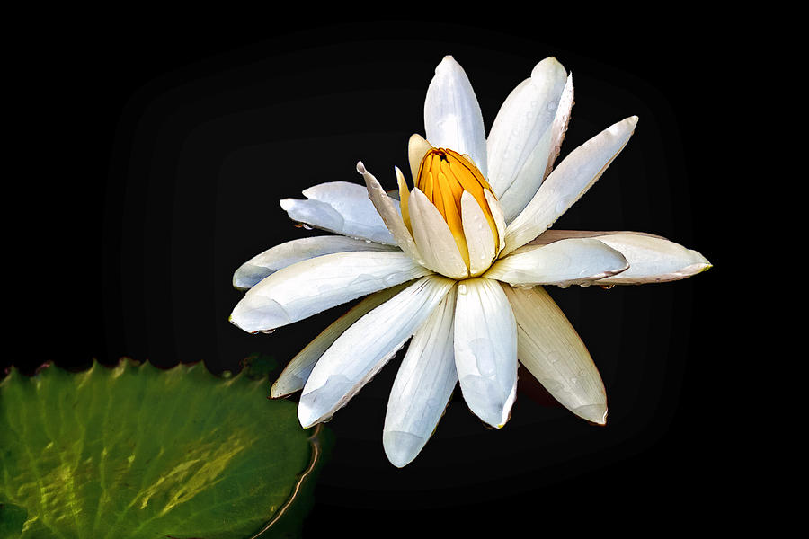 Water Lily Photograph by Jerry Gammon