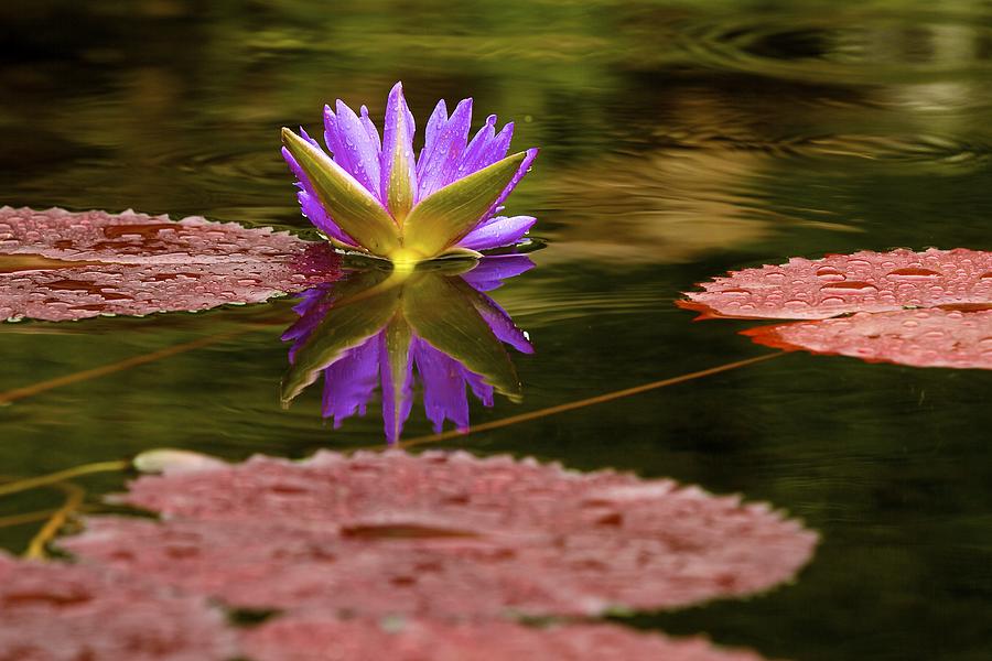 Water Lily Photograph by John Babis