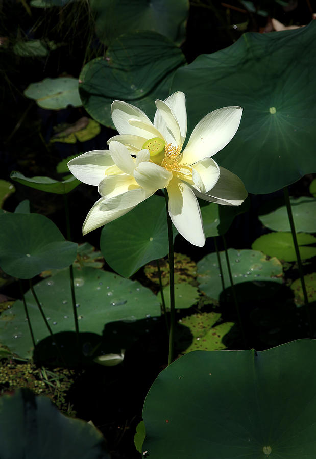 Water Lily Photograph by Joseph G Holland