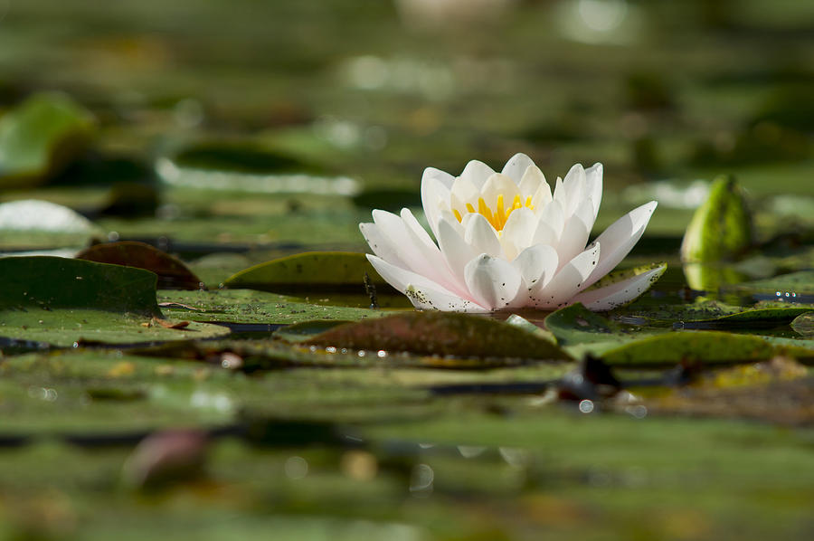 Water Lily Photograph by Larry Bohlin