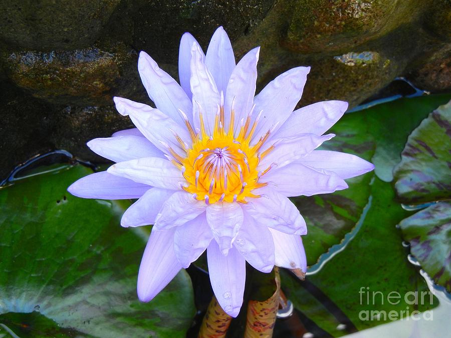 Water Lily Photograph by Laura Forde