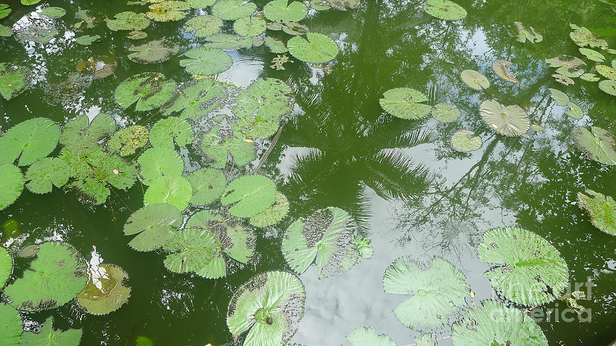 Water Lily Leaves and Palm Trees Photograph by Nora Boghossian