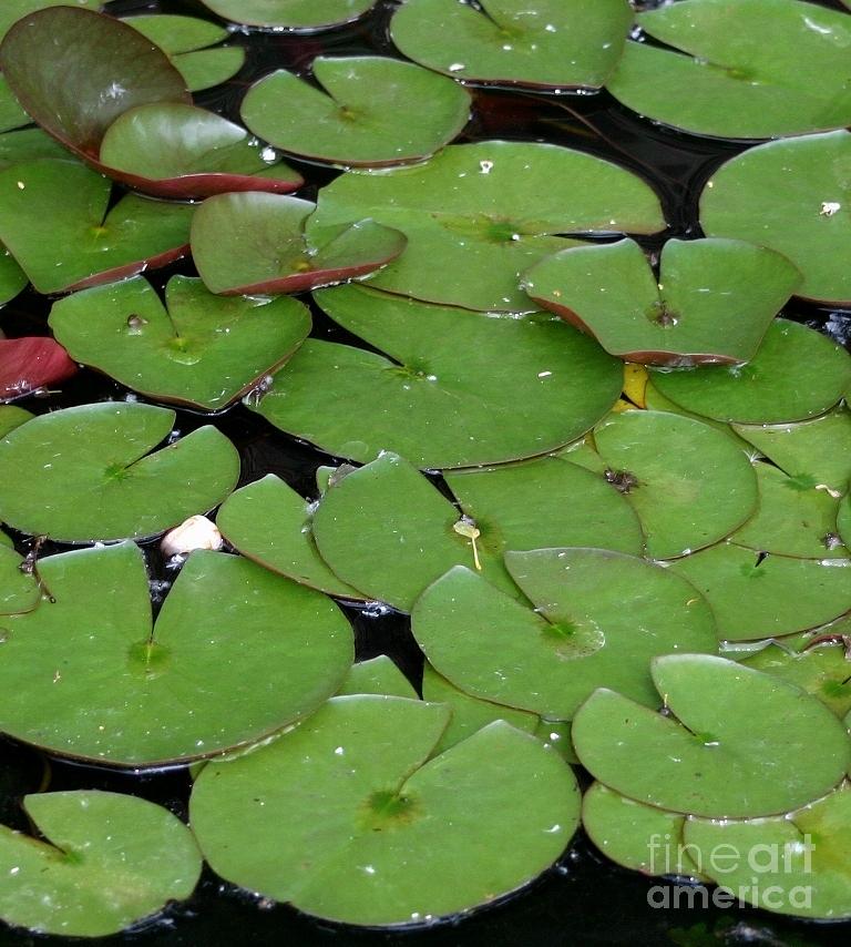 Water lily leaves Photograph by Susanne Baumann