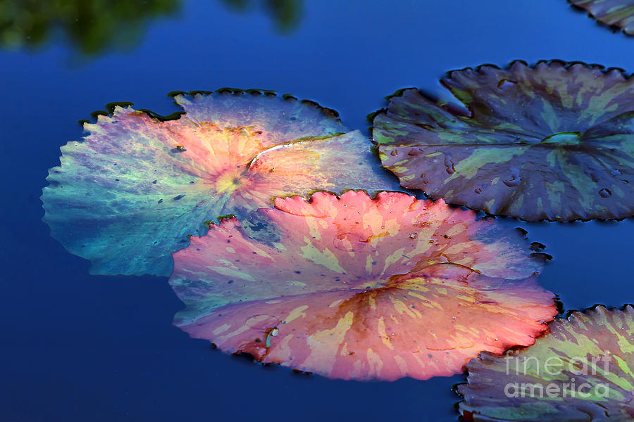 Nature Photograph - Water Lily Leaves by Teresa Zieba