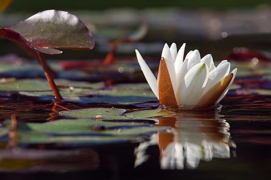 Water Lily Photograph by Leda Robertson