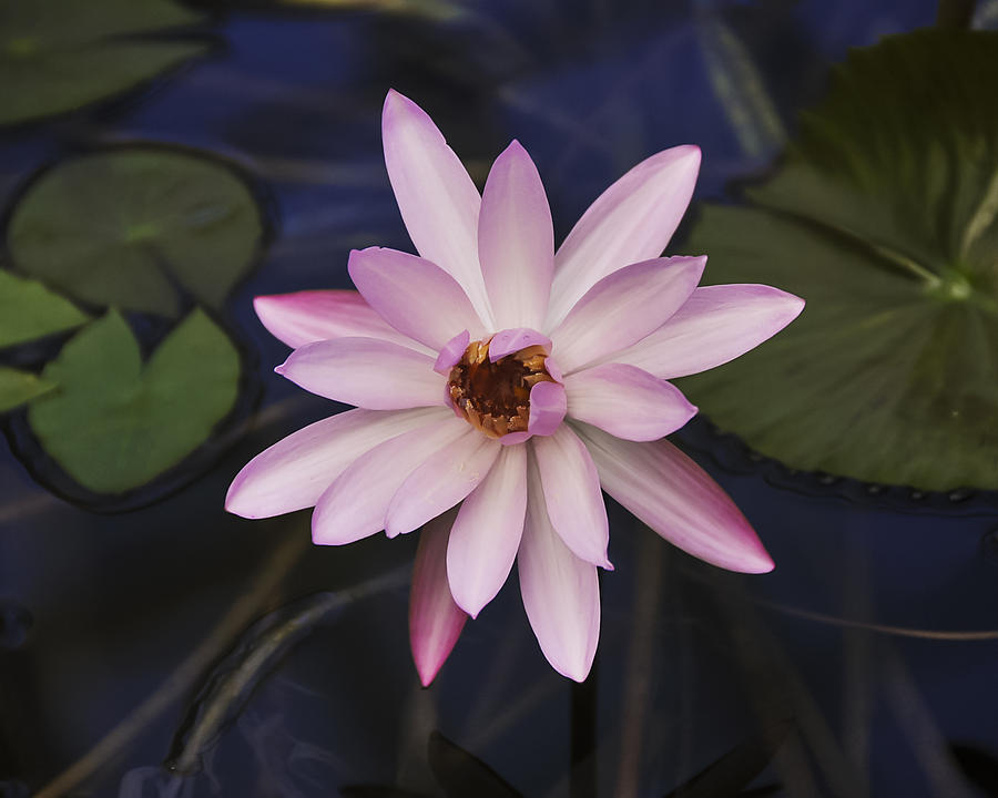 Water Lily Photograph by Lee Kirchhevel
